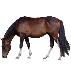 Petiso Argentino Pony